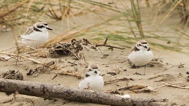 Three snowy plovers at the edge of vegetation on a sandy beach.