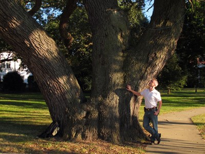 The Algernourne Oak in 2012 The Algernourne Oak in 2012